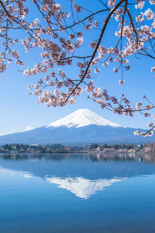 Shibazakura Hill, Japonia