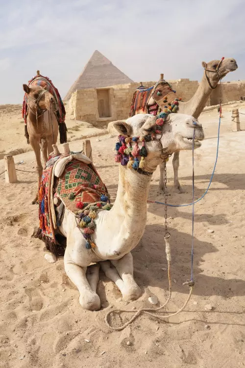 Plimbare la piramidele din Giza cu cămilele