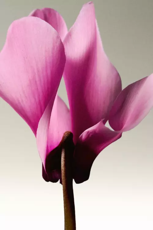 Dior Haute Couture SS 2026 (9)