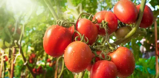 Tomato fruit with water drop and sunlight close up shot