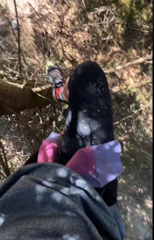 delia urcata in copac