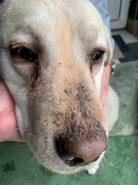 Andreea Bălan, amenințată de George Burcea cu Protecția Animalelor: "Câinele nostru e la doctor de o săptămână"