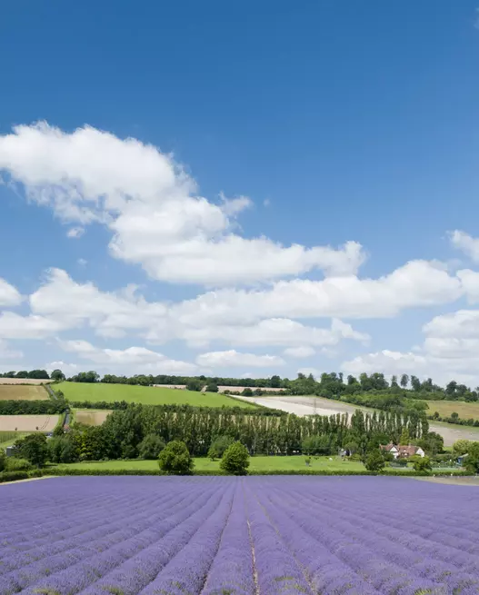 Campurile de lavanda, Marea Britanie