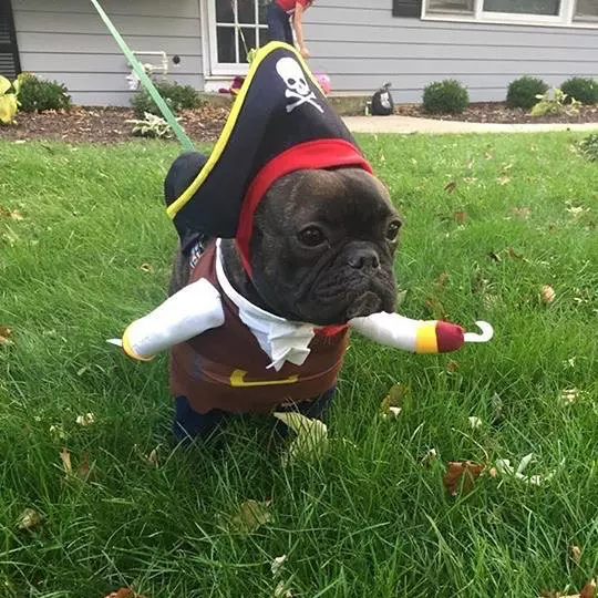 Cele mai amuzante costume de Halloween pentru animale