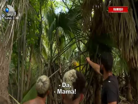 culita-sterp-survivor-viespi-1