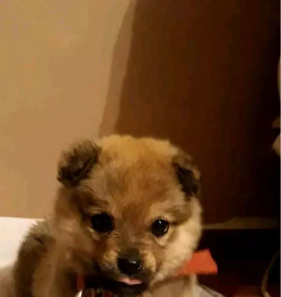 caine-Costin-Marculescu-2-1