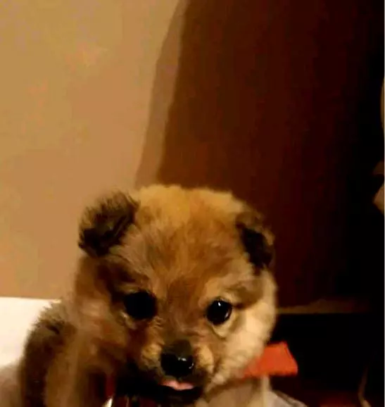 caine-Costin-Marculescu-2-2