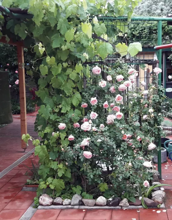 cea-mai-frumoasa-gradina-premiul-3 - Stanciu Gheorghe