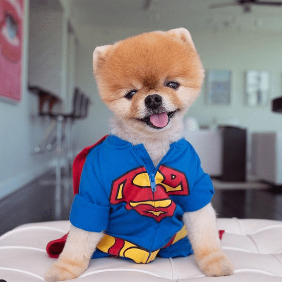 Jiff Pom 2