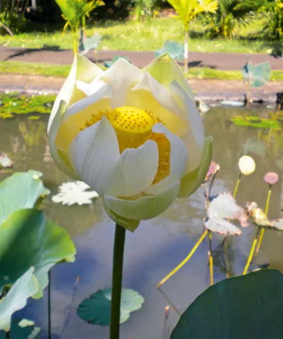 Nuferi spectaculosi in gradina botanica Pamplemousses