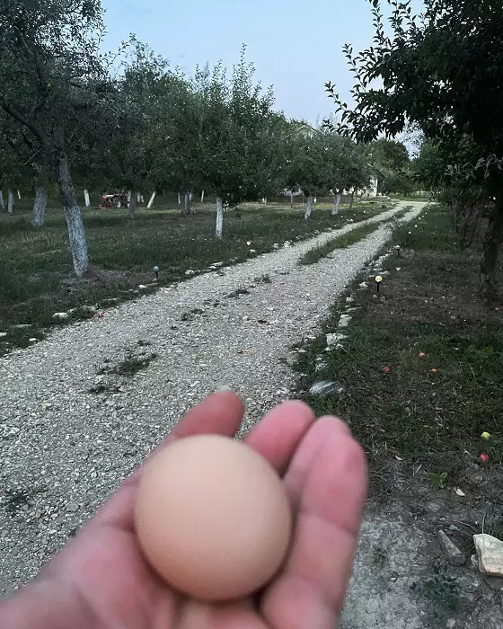 dragos bucur si dana nalbaru la tara