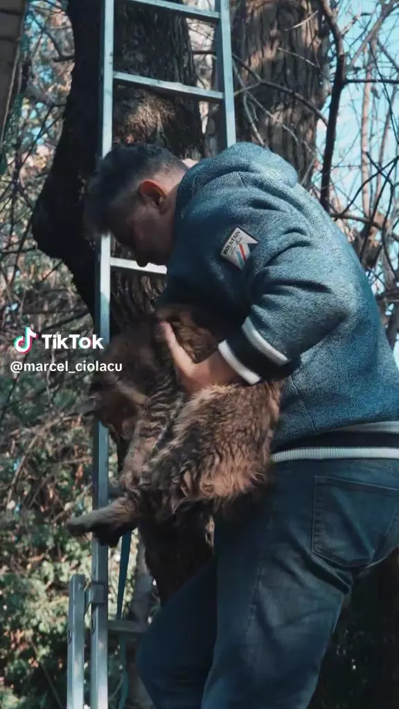 Marcel Ciolacu și-a salvat pisica Maine Coon din copac într-un hanorac Loro Piana de aproape 4000 de euro (1)