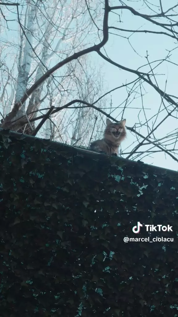 Marcel Ciolacu și-a salvat pisica Maine Coon din copac într-un hanorac Loro Piana de aproape 4000 de euro (4)
