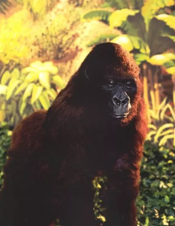 Congo