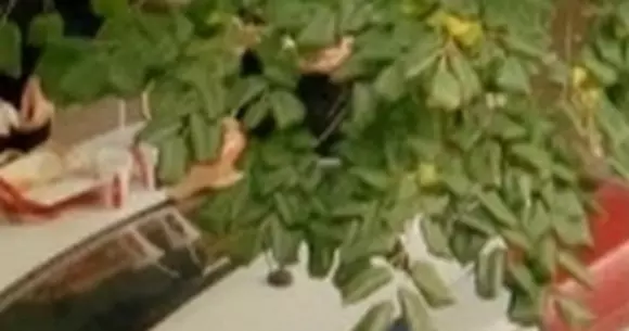 Când te lovește foamea, portbagajul mașinii rămâne masa perfectă