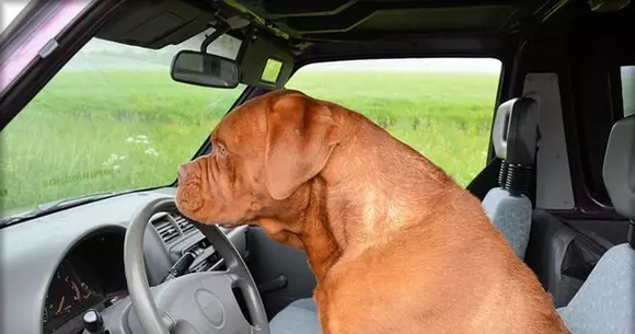 Trei lucruri de care să ții cont dacă transporți animale în mașină