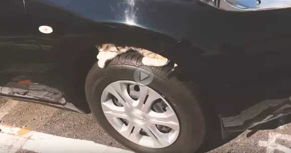 Nissan îți reamintește să verifici mașina de...pisici