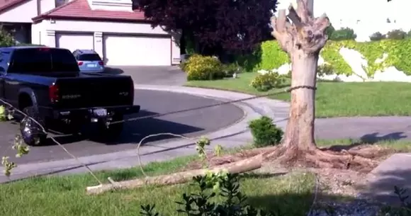 Ce se întâmplă când mașina se pune cu... copacul? | VIDEO