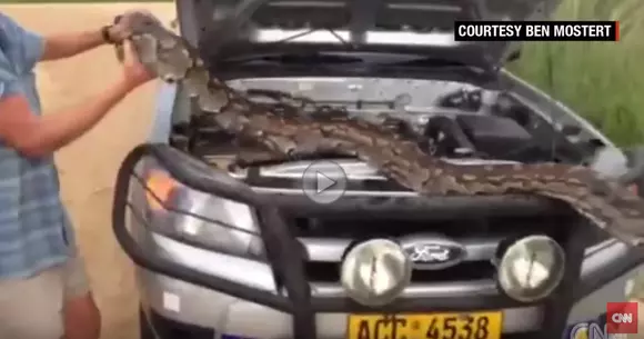 Pitonii iubesc mașinile!