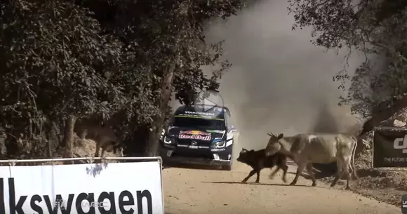 Sebastien Ogier și vacile din Mexic