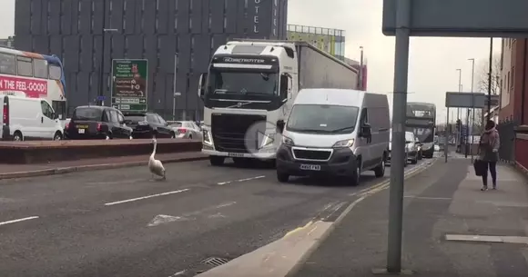 Trafic întrerupt în Manchester din cauza unei...lebede
