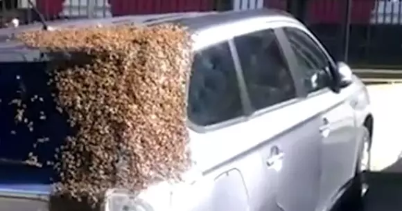 20.000 de albine au urmărit un Mitsubishi Outlander timp de două zile. Vezi din ce motiv! | VIDEO