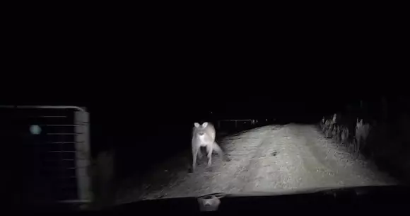 Pe noi ne aleargă câinii, ei sunt atacați de canguri