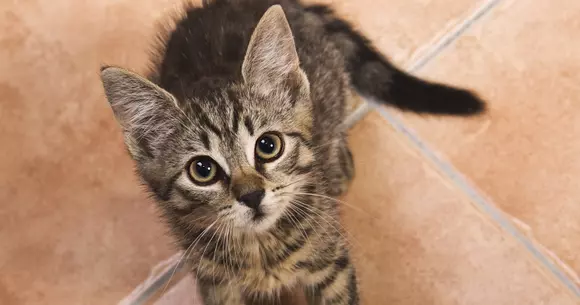 BANC | Mare concurs: "Cea mai ermetică mașină"