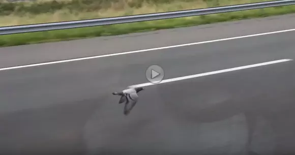 Porumbelul turbo - Zboară cot la cot cu mașinile de pe autostradă