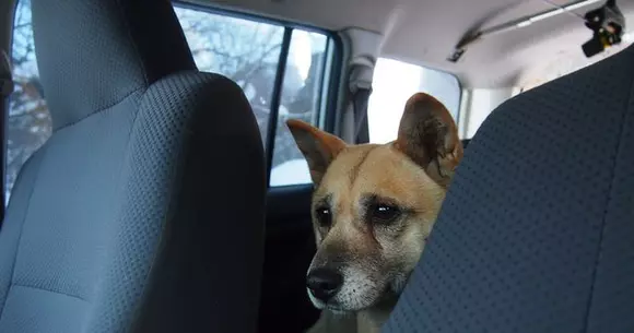 Cât timp poți să-ți lași câinele în mașină într-o zi de vară? | VIDEO