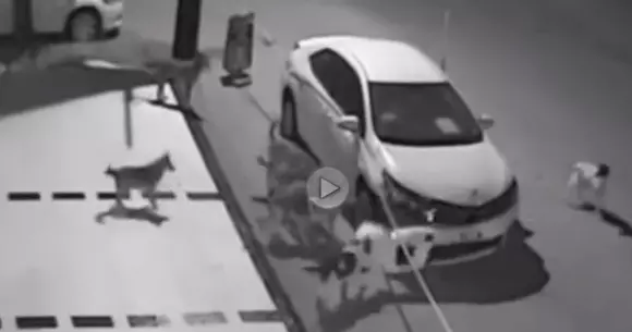 Un grup de câini a devorat o mașină