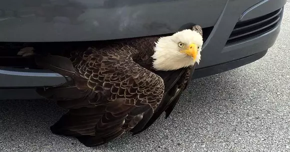 Simbolul Americii prins într-un spoiler