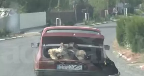 Cum a decis un român să transporte o vacă într-o Dacia 1310 | VIDEO