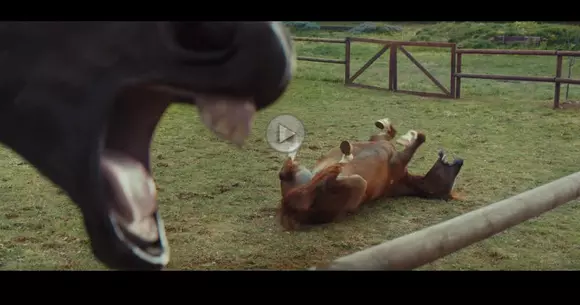 De râsul cailor. Cea mai bună reclamă pentru sistemul Volkswagen Trailer Assist