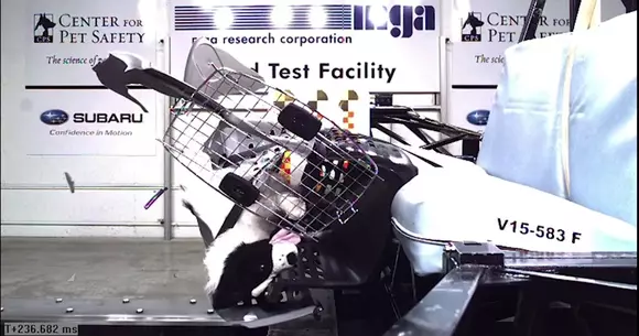 Ce se întâmplă cu animalul de companie în cazul unui accident?