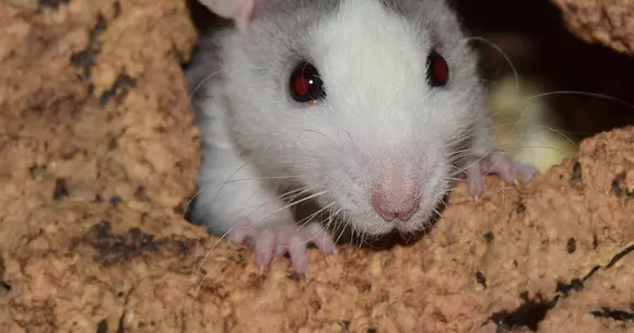 Toyota, dată în judecată pentru că izolația cablurilor electrice este mult prea apetisantă pentru rozătoare