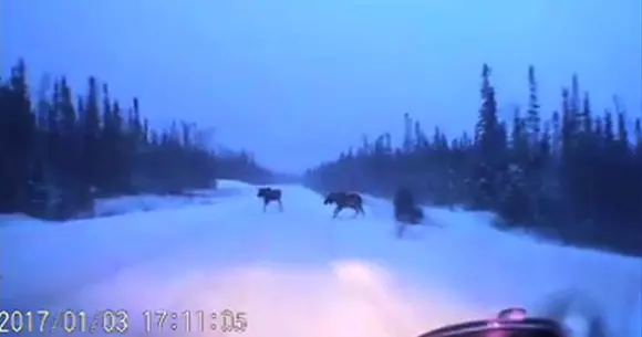 A croșetat printre patru elani și a scăpat basma curată