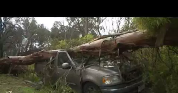 Două mașini diferite, două orașe diferite, doi copaci și un singur proprietar