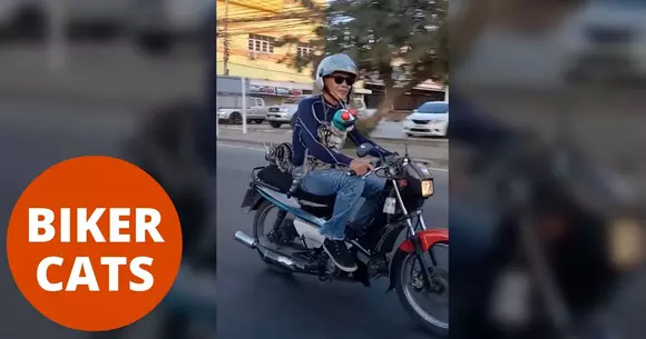 Motociclistul și cele două pisici. Siguranța a fost pe primul plan