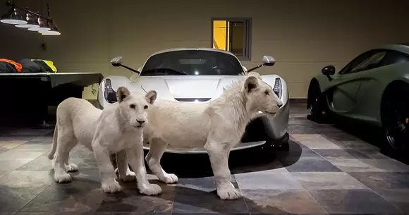 Opulență într-un garaj din Qatar. Piesele de rezistență sunt puii de leu