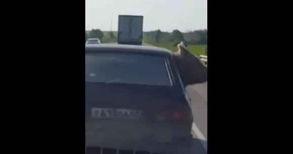Cum se transportă porcul în Italia? | VIDEO