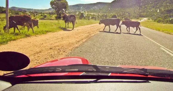5 țări unde nu este ilegal să consumi alcool și să te urci la volan
