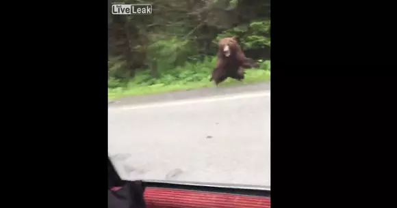 Ce a pățit o șoferiță cu un urs pe care l-a zărit pe șosea! | VIDEO