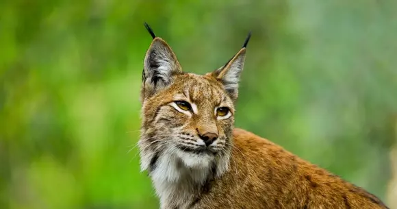 Un râs a fost lovit de o mașină pe o trecere de pietoni pe DN1