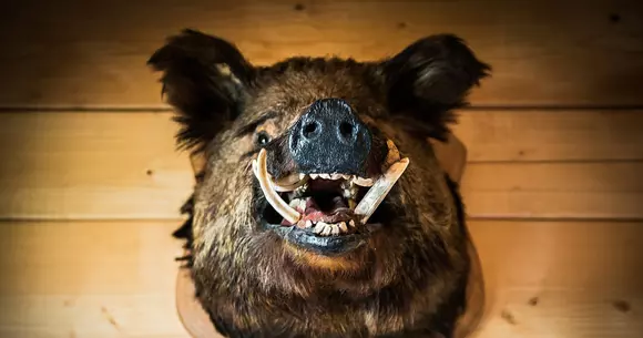 O ambulanţă, un mistreţ şi un poliţist care n-a înţeles nici până azi ce s-a întâmplat