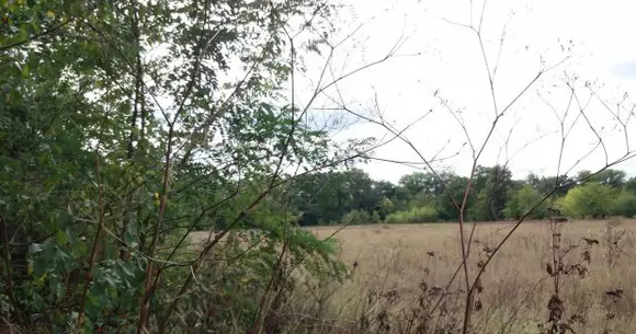 Ce a văzut un fermier pe terenul său în urma unei plimbări cu mașina. "Nu mi-a venit să cred!"