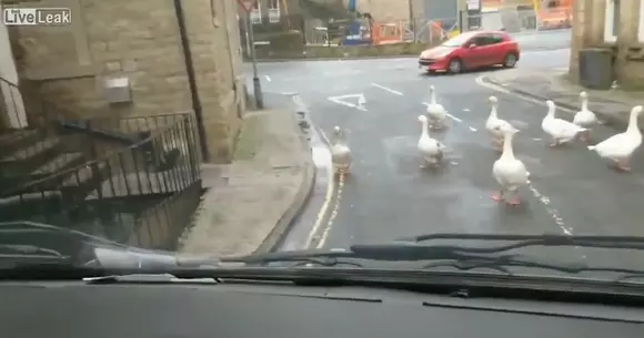 Un cârd de gâște a blocat traficul în Marea Britanie | VIDEO