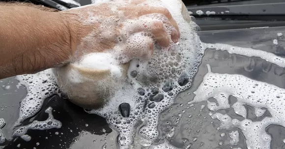 Cum cureți insectele de pe parbiz rapid și ușor