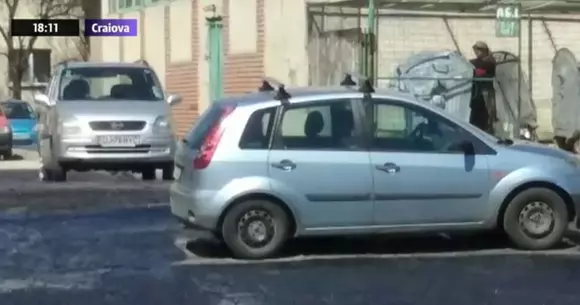 Muncă de mântuială. Muncitorii din Craiova au turnat asfalt în jurul unor mașini