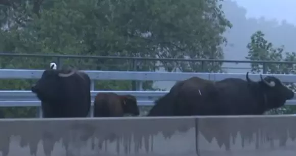 Cinci bivoli au făcut haos pe o autostradă din Germania | VIDEO